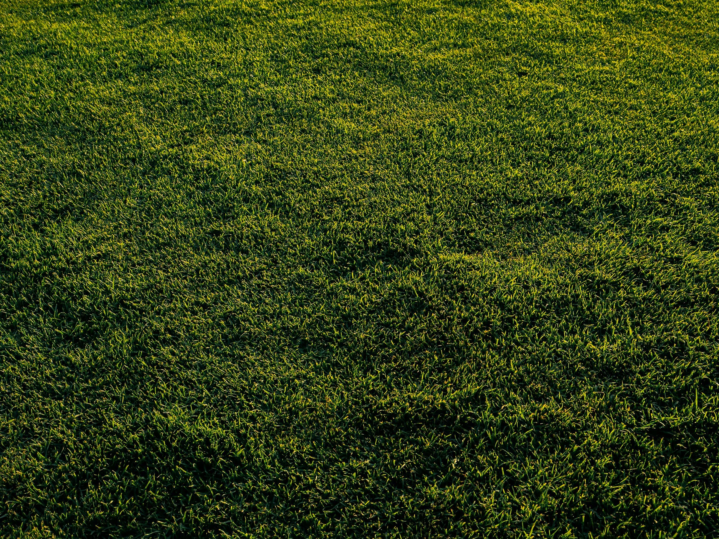 Dense, dark-green lawn in low evening light
