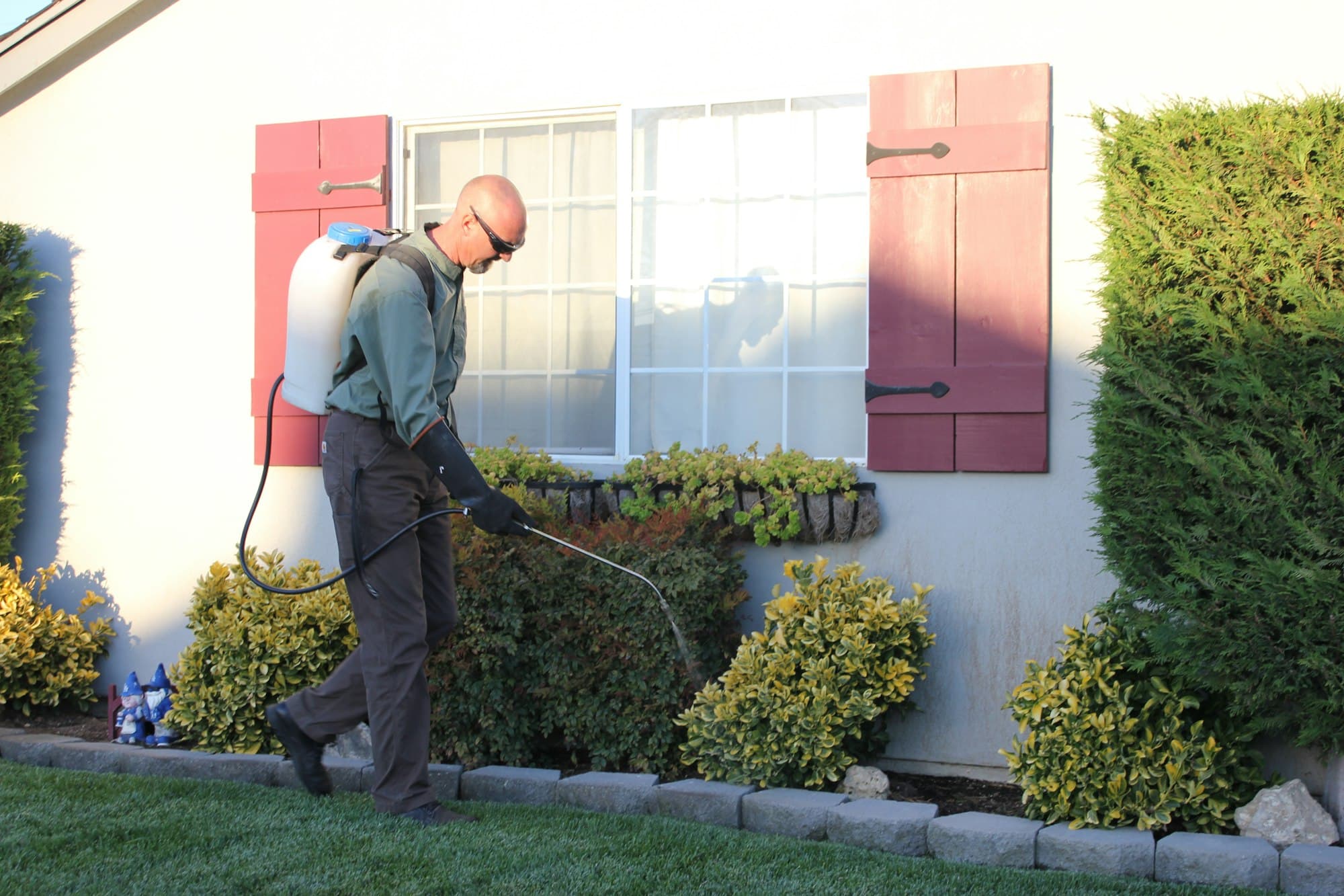 Technician treating the foundation and shrub line along the side of a home